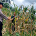 Polres Ponorogo Dukung Ketahanan Pangan, Bhabinkamtibmas Polsek Ngebel Ikut Langsung Membantu Panen Jagung